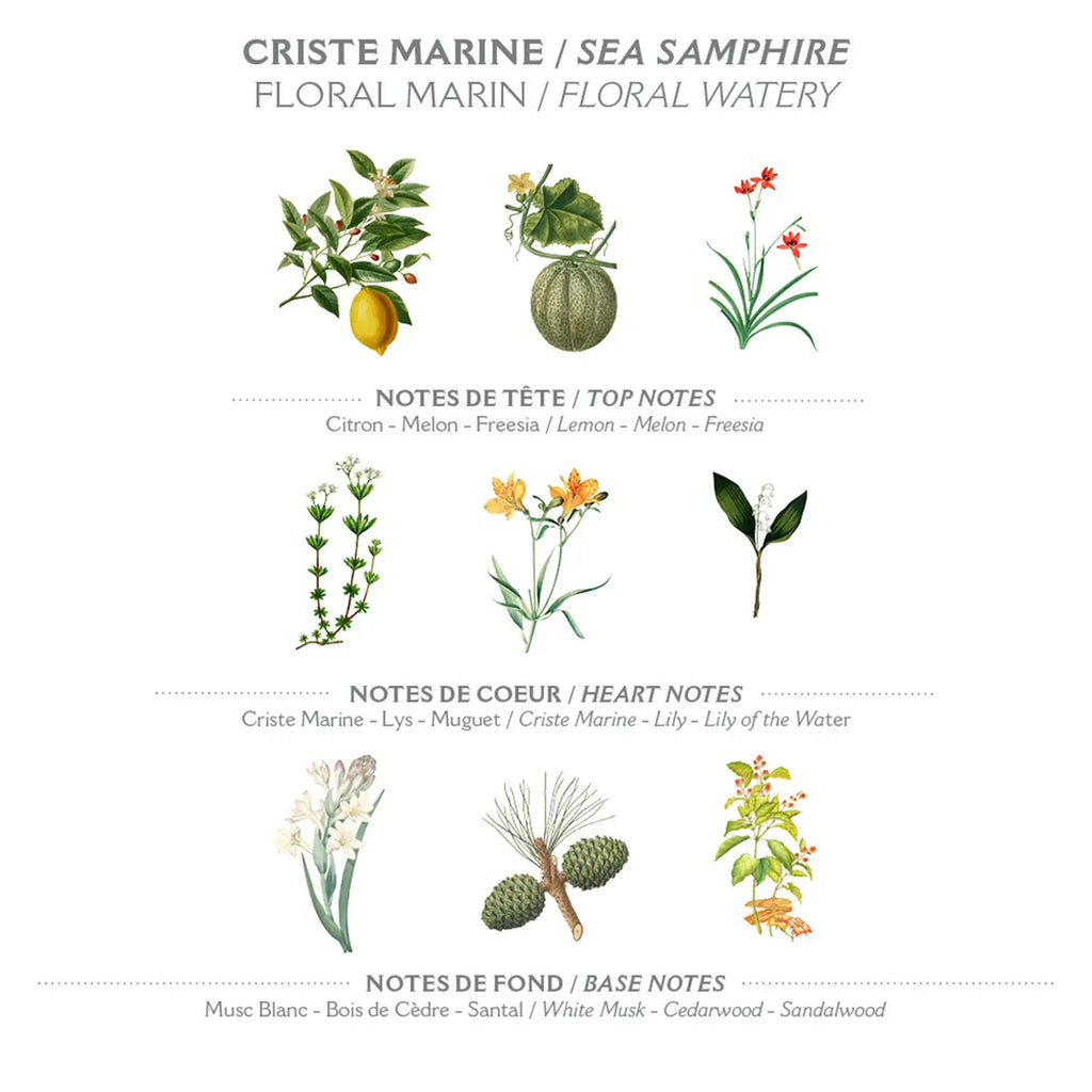 Marseille Liquid Soap 500ml | Sea Fennel