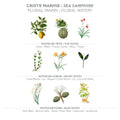 Marseille Liquid Soap 500ml | Sea Fennel